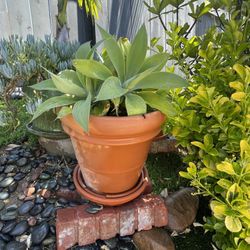 Potted Succulents.