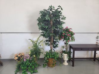 Silk plants