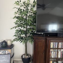 Two Ficus Trees Faux