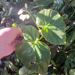 Angel Wing Begonia Fragrant House Plant Landscape Plant 