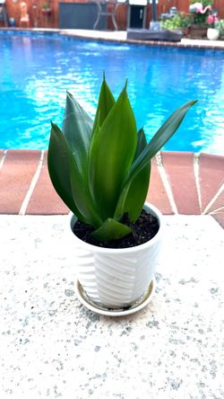 Bird's Nest Snake Plant with ceramic white pot