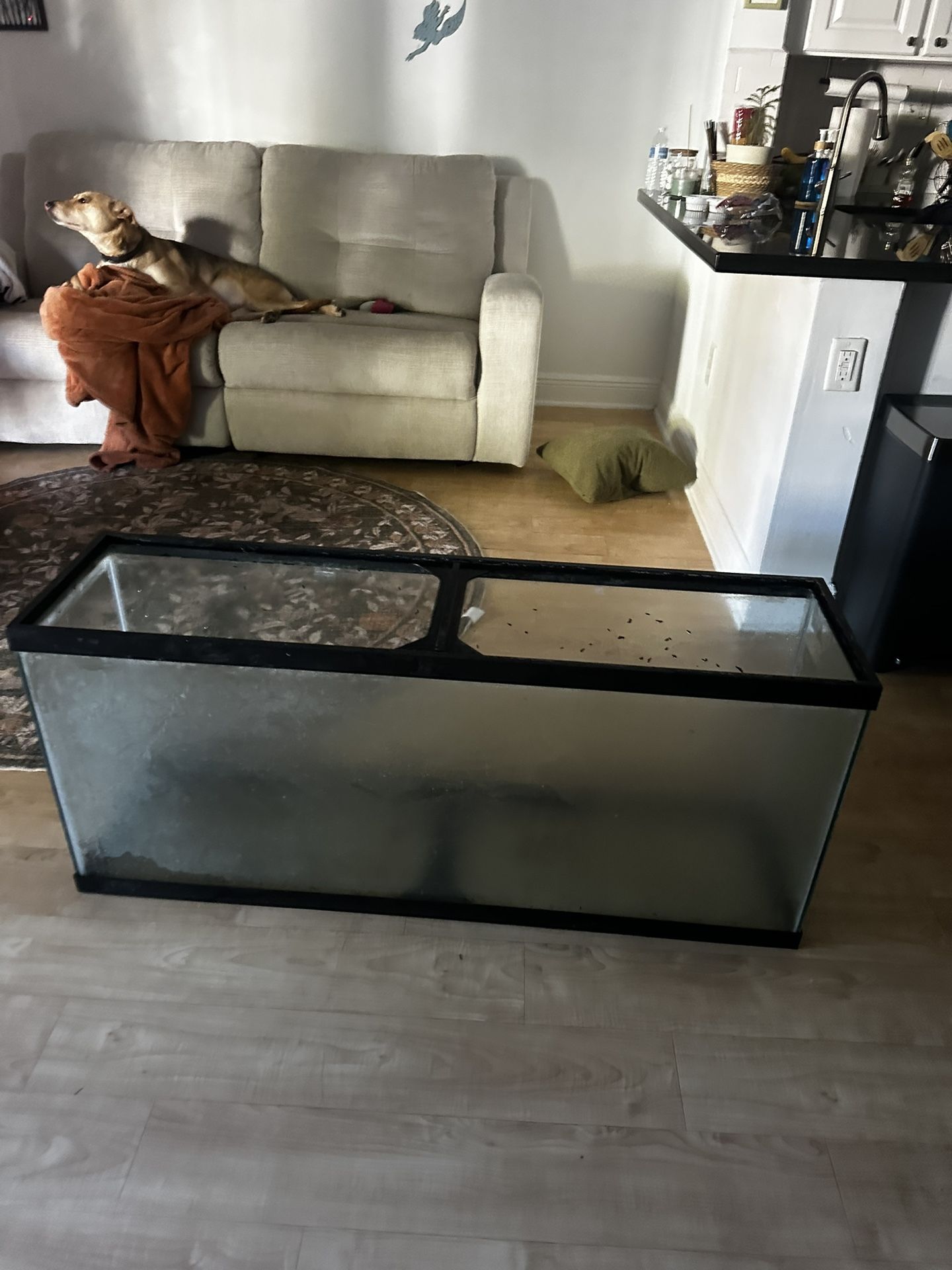 Xl fish tank