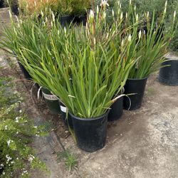 Plants