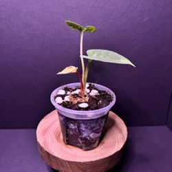 Anthurium David Portilla Dream (small)