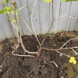 Red  Currant  plant 
