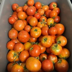 Fresh Produce/ Gardening 