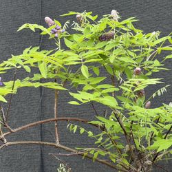 Fragrant Wisteria In Bloom 15 Gallon Pot 