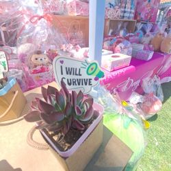 5  pcs 2" Succulents  with random signs
