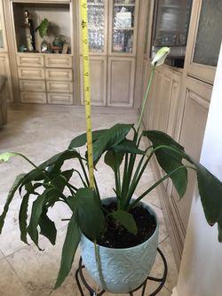 House plant