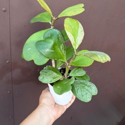 4” hoya kerrii splash