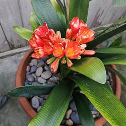 1 Huge & 4 Saplings Clivia , Clivia miniate, Bush Lily, Natal Lily, Foliage Plants In Vintage 18" Clay Pot