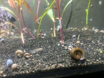 Ramshorn freshwater snail