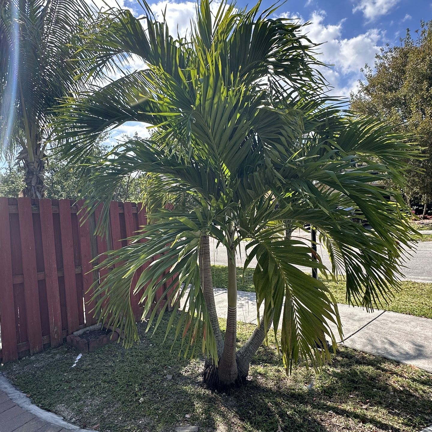 All These 8 Palms Are For Sale
