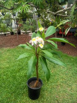 Plumeria