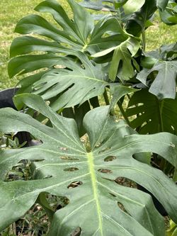 Mostera Deliciosa Grande Presiosa