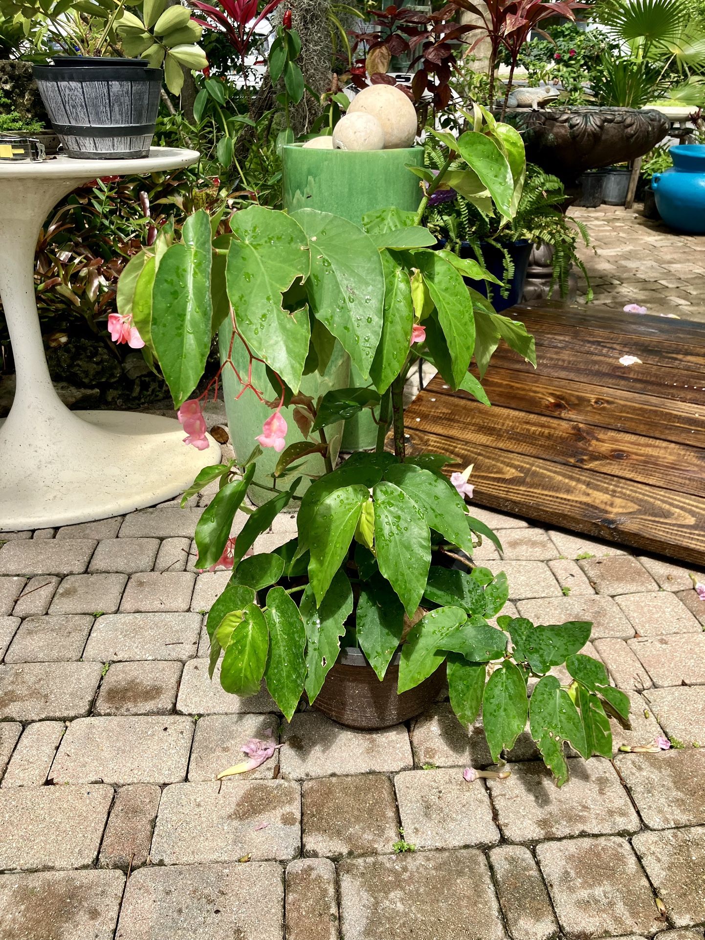 Cane Begonia Plant