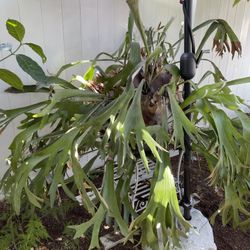 Staghorn