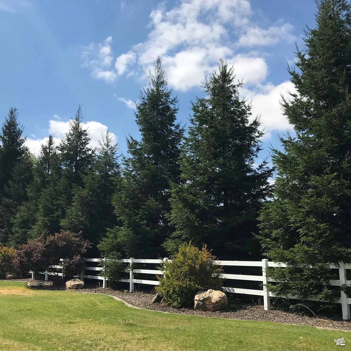 Coastal Redwood ‘Aptos blue’