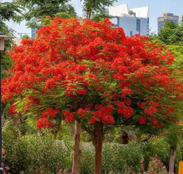 Royal Poinciana Or Tabachines Trees In 5 Gallons almost 4 feet off the ground $60 Each Price Firm