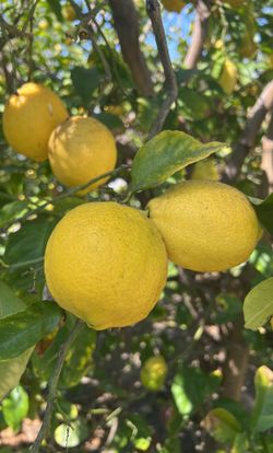 Organic Lemons 12 For $3