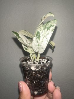 Epipremnum Pinnatum Marble Plant 2”