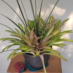 Plants In Big Pot