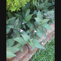 Wondering Jew Purple Plant $5.00 Each Grocery Bag 