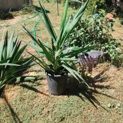 Yucca Plant 