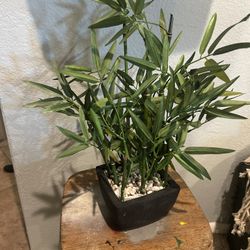Faux Bamboo Plant - New 
