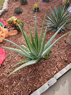 Healthy Big Aloe Leaf