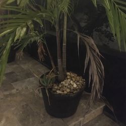 Palm Tree- Potted