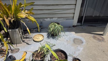 Misc plants