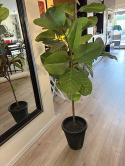 fake Plant Claremont Mesa