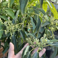 Avocado Trees