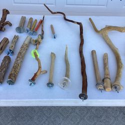 Bird / Parrot / Lots Of Related Items 