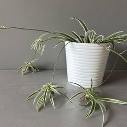 Live Spider Plant Babies Variegated Healthy Houseplant in White Pot