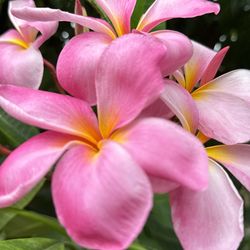 Maui Beauty, Pink ,Beautiful Plumeria