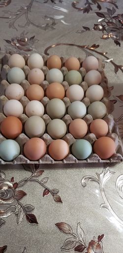 Tengo gallos y pollos en benta muy jobenespara el caldo