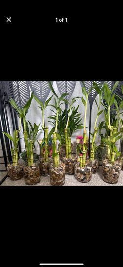 Lucky Bamboo Plants $10 Each Firm!! 