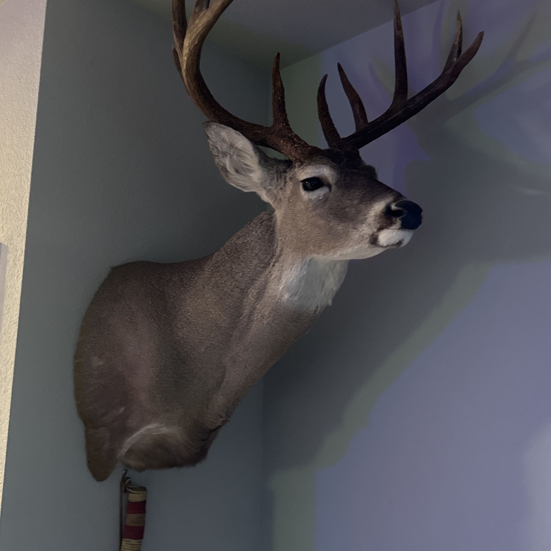 Deer Head 10 Point