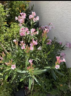 🩷FULLY ACCLIMATED, Well ESTABLISHED Gorgeous🩷Pink Oleander🙏PLS READ DESCRIPTION