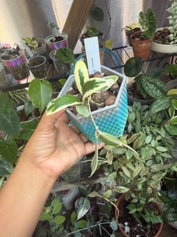 hoyas for sale