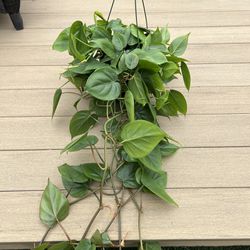 Huge green heart philodendron live plant in a 8” nursery hanging planter. check profile for more 🪴 