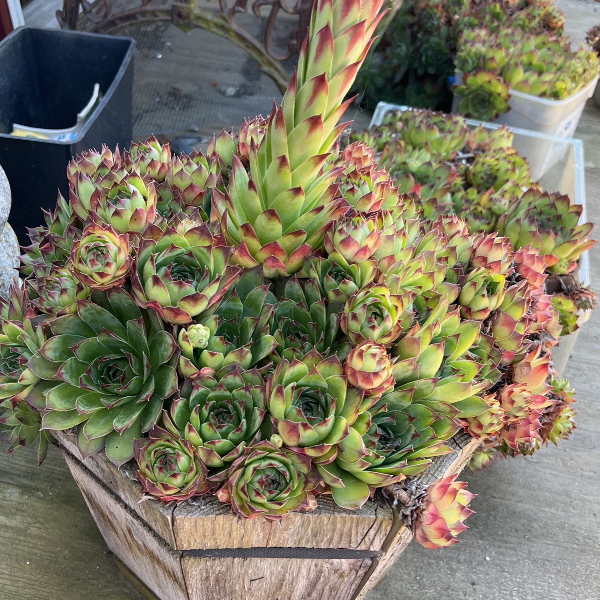  Hens & Chicks  succulents