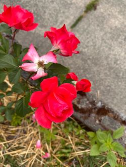 Roses for sale (Assorted colors)