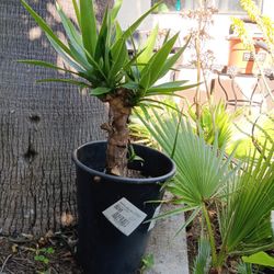 Izote Planta From EL Salvador