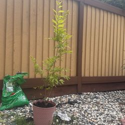 Plum Tree 3 Ft Tall