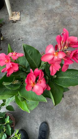 Cannalily