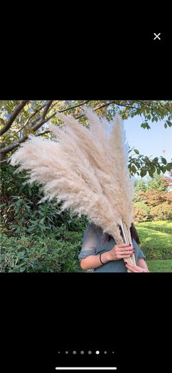 6 Gorgeous High Quality Pampas Grass Stems