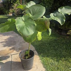 Yerva Santa Plant Medesinal